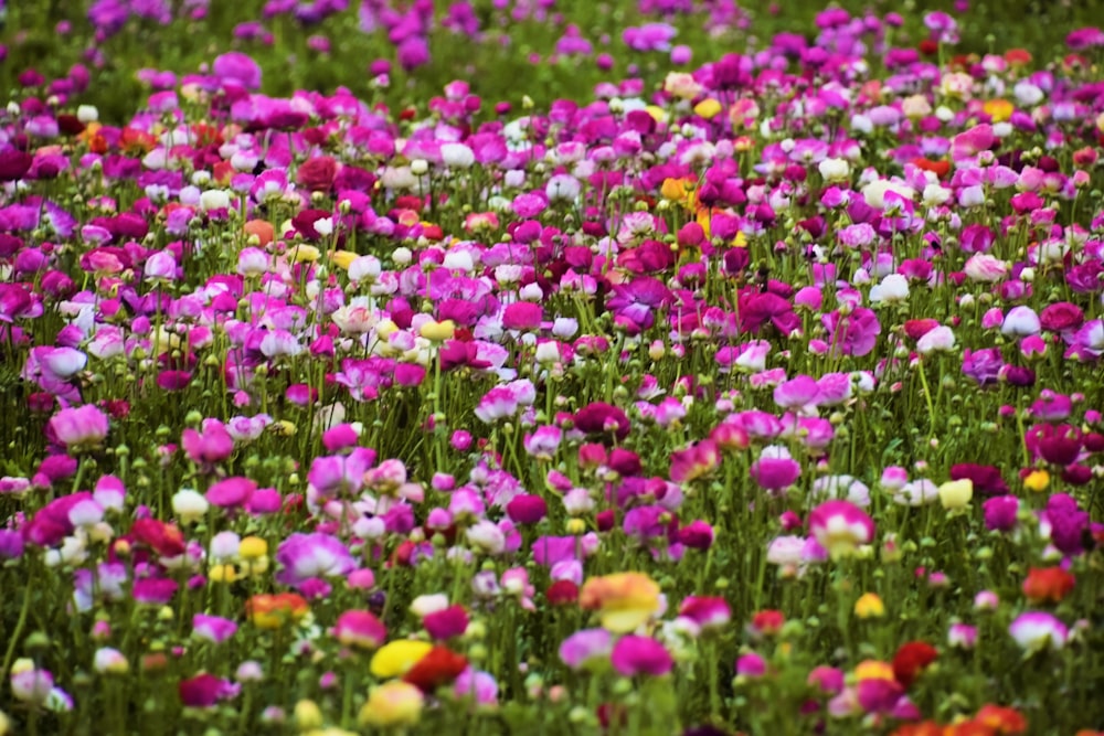 a field full of colorful flowers in the middle of the day