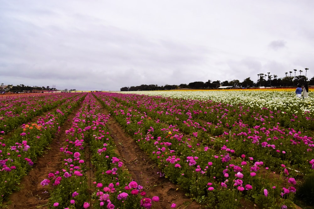 a large field of flowers with a sky background