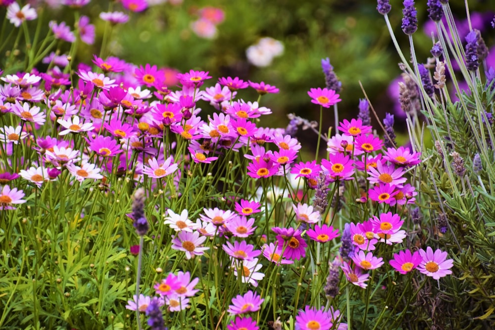 a field full of purple and white flowers