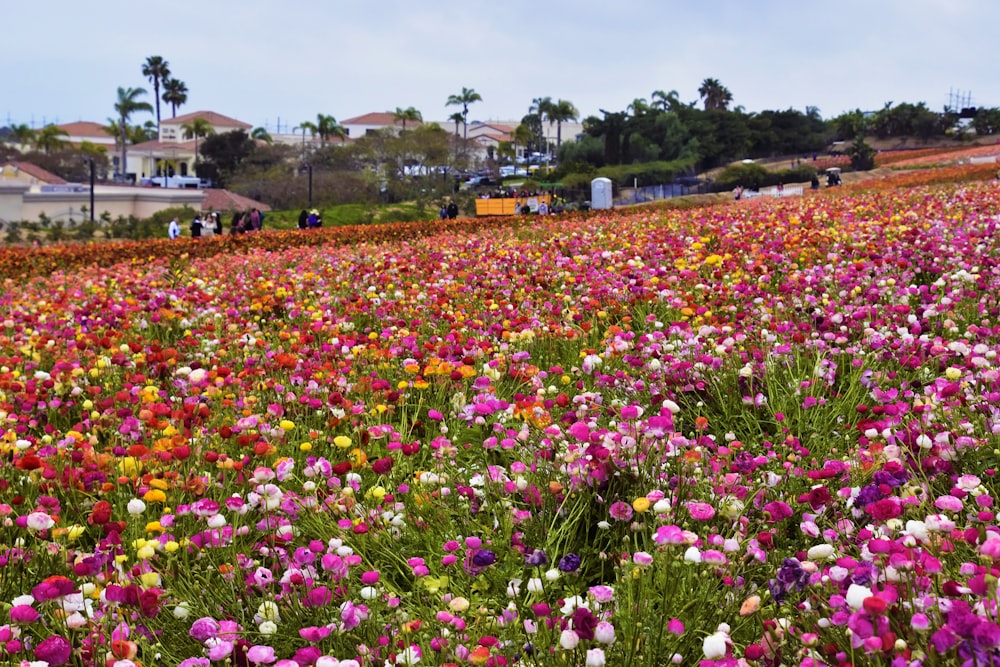 a field full of colorful flowers with houses in the background