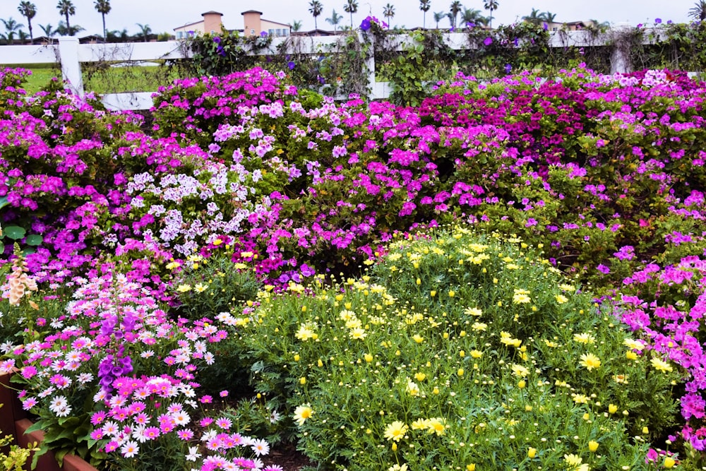 a garden filled with lots of purple and yellow flowers