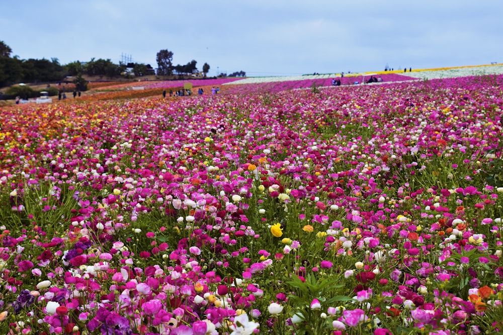 a field full of purple and yellow flowers