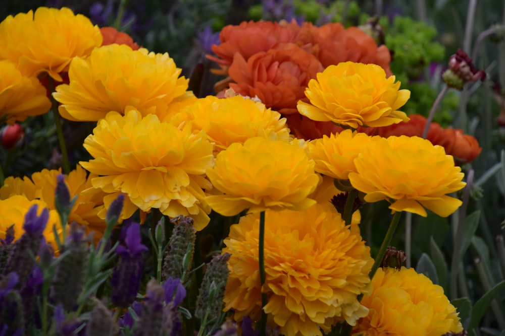 a bunch of flowers that are in the grass