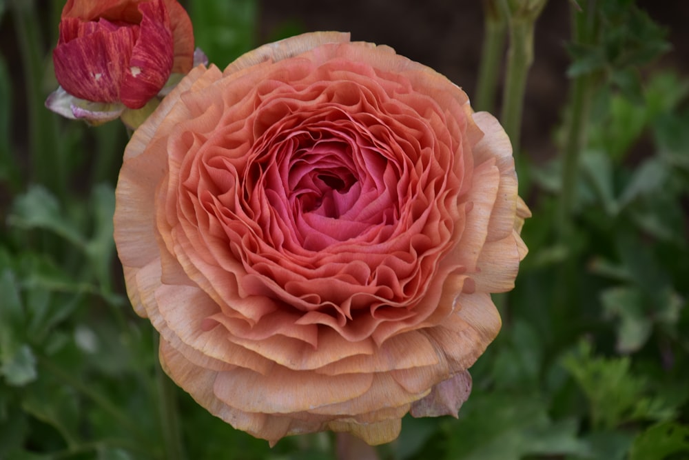 a close up of a flower with a blurry background