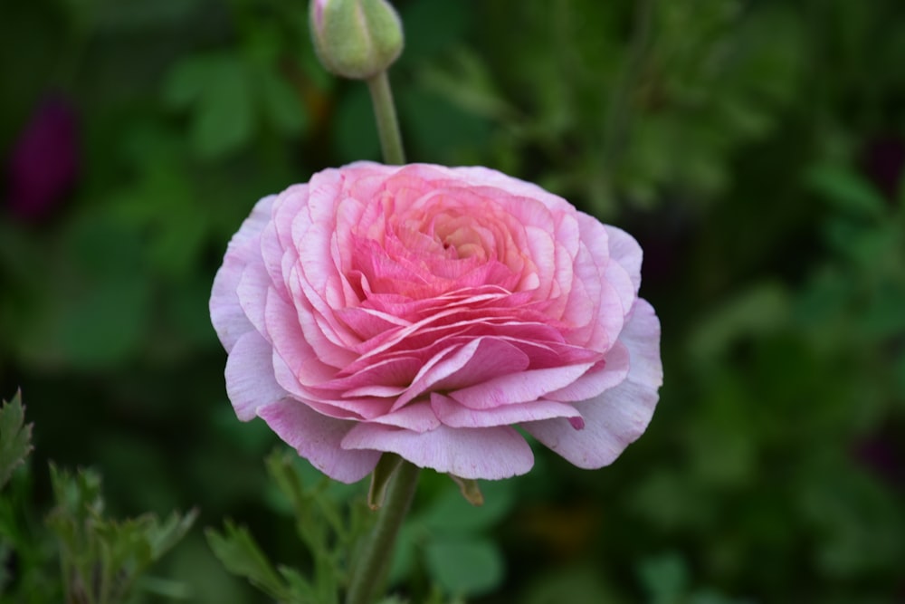 a pink flower with green leaves in the background