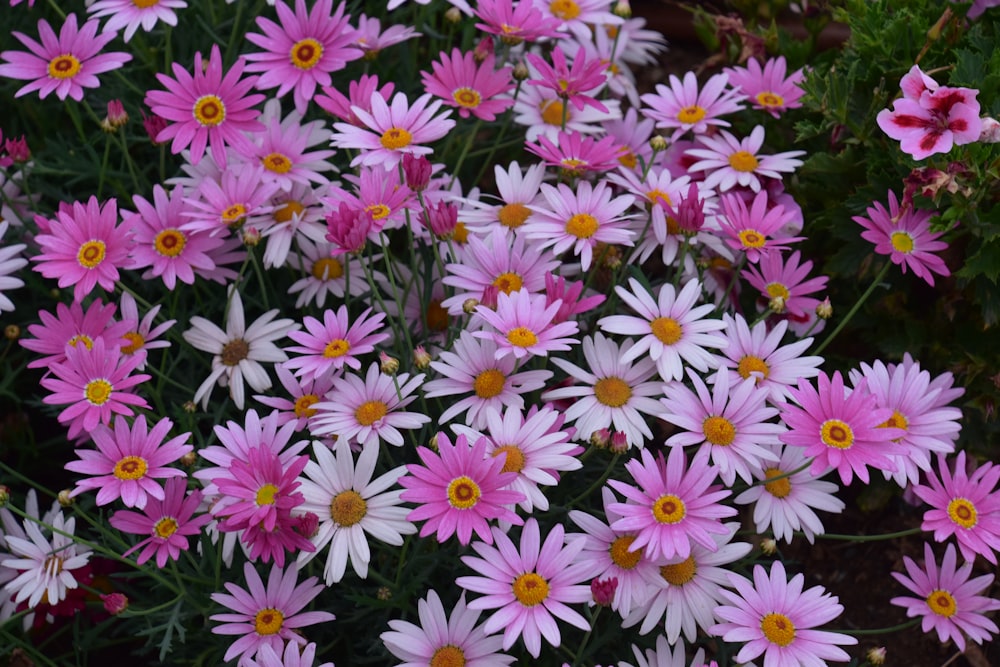 a bunch of pink and white flowers in a garden