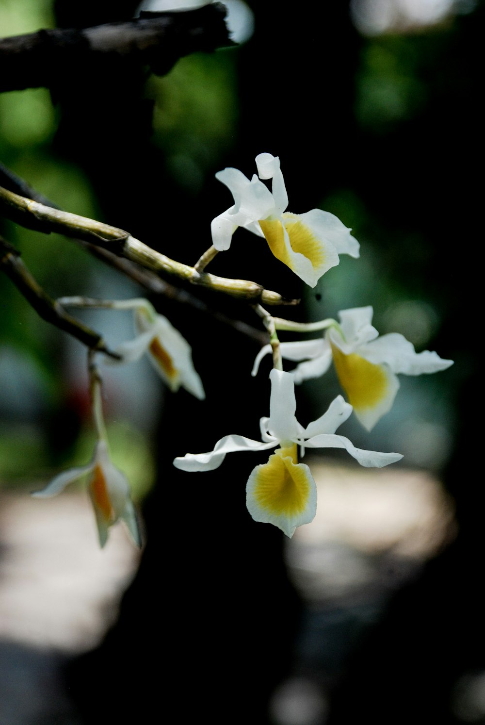 a branch with white and yellow flowers on it