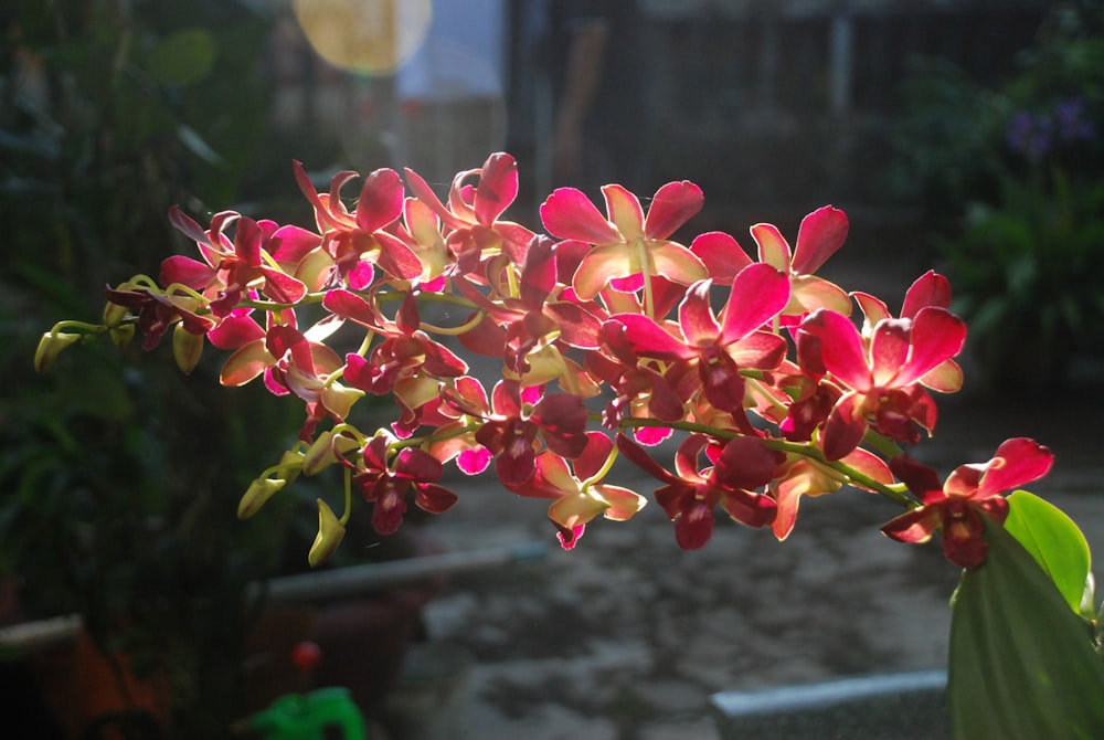 a close up of a plant with red flowers