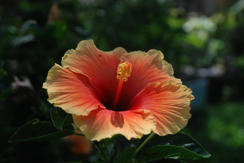 a red and yellow flower with green leaves