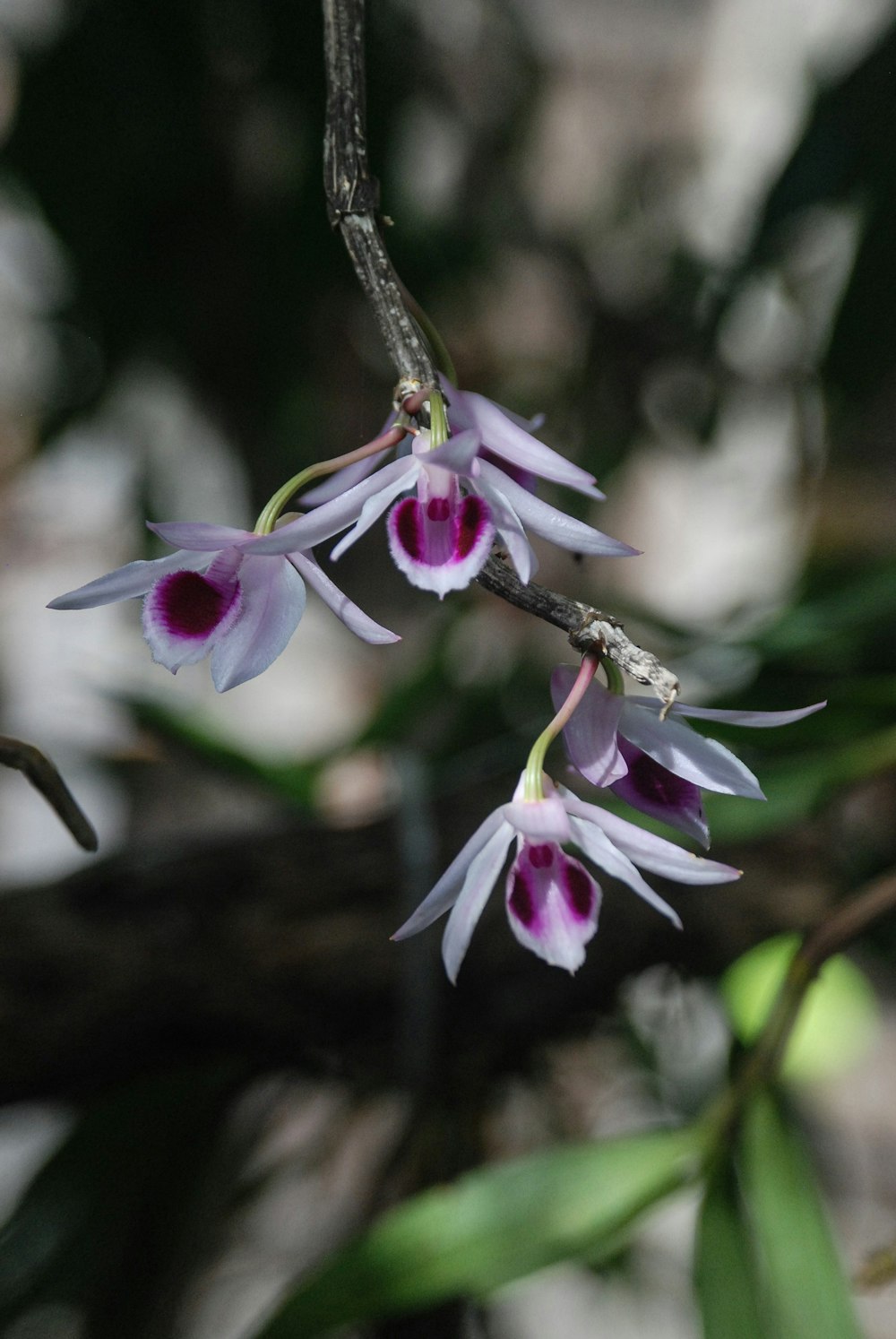 a close up of a flower on a tree branch