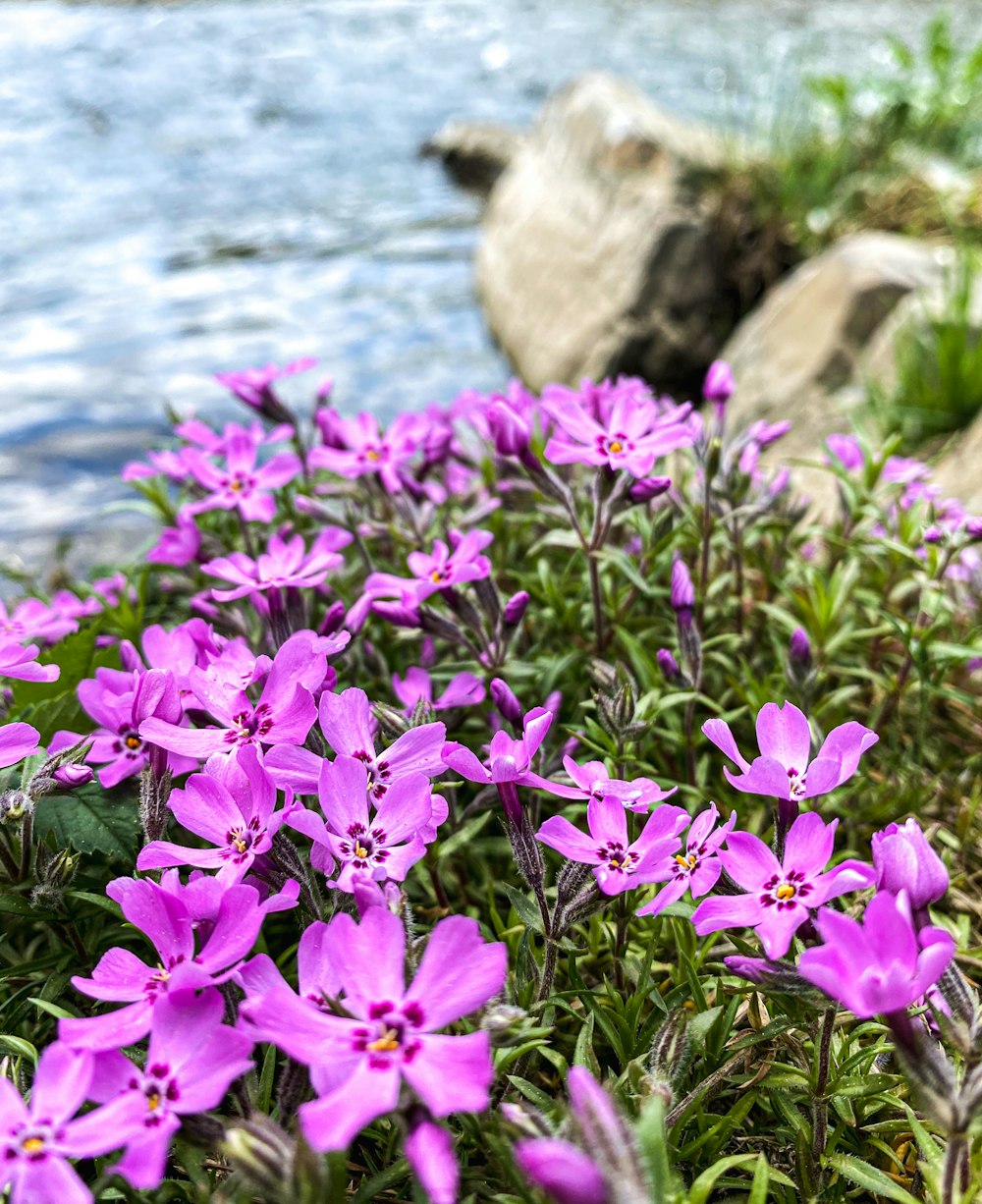 물 옆에 앉아 있는 보라색 꽃 한 무리