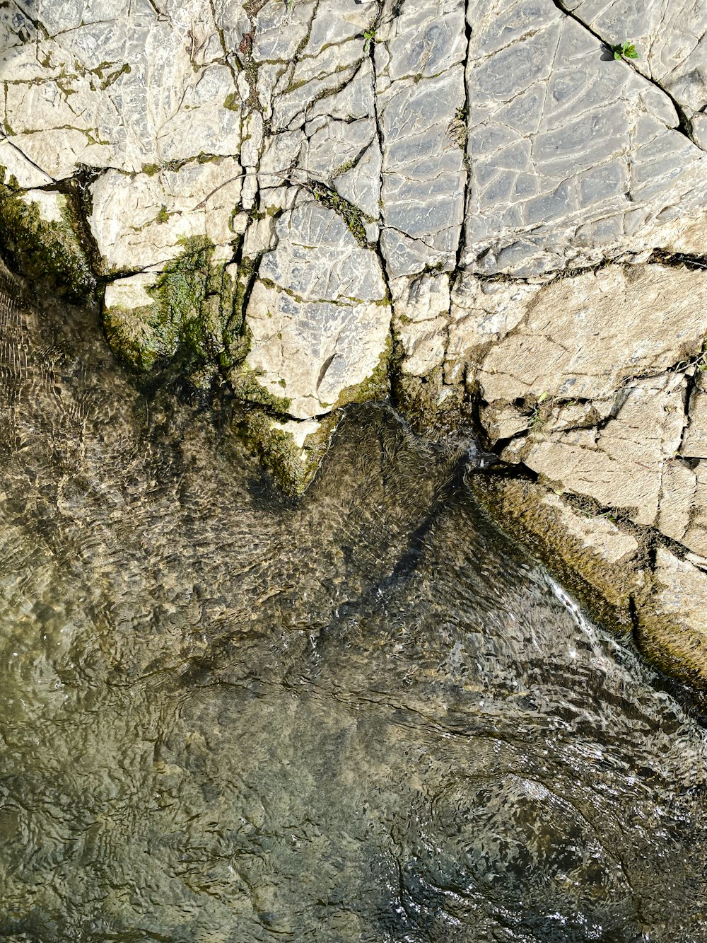 a bird is sitting on a rock near a body of water