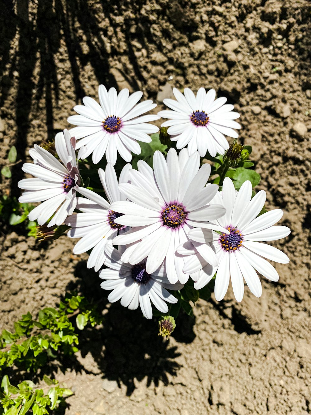 a group of white flowers sitting on top of a dirt field