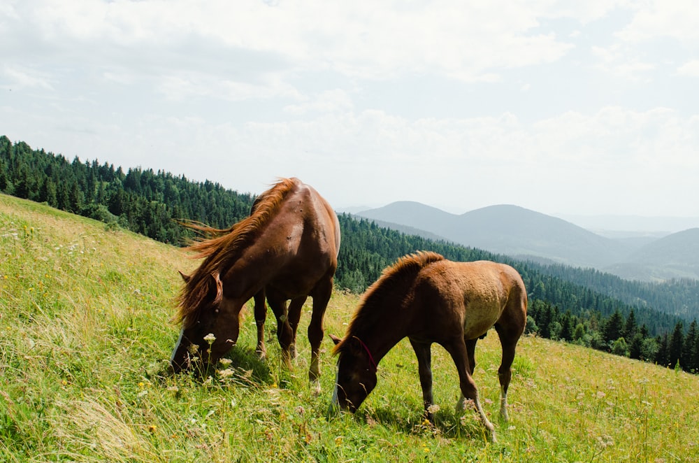 two horses grazing in a grassy field with mountains in the background