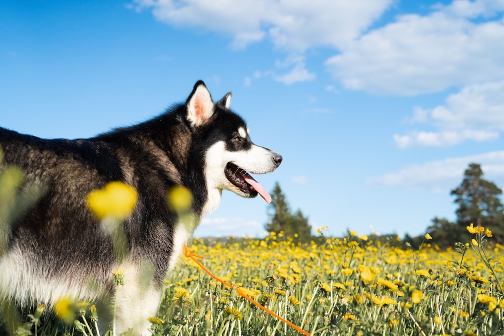 a husky dog standing in a field of yellow flowers