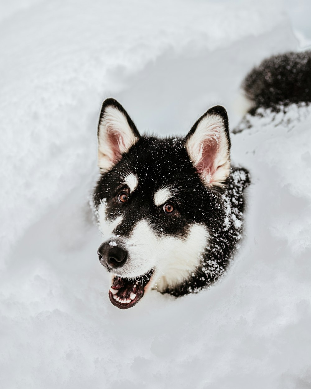 a black and white dog is in the snow
