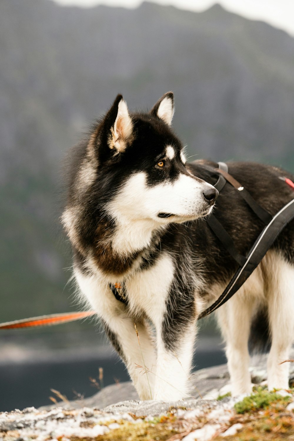 a black and white dog with a leash on