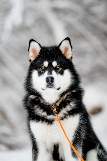 A fluffy black and white dog with pointed ears, likely a husky, is staring directly at the viewer. It has a thick coat suitable for cold weather and is wearing a collar with an orange leash attached.