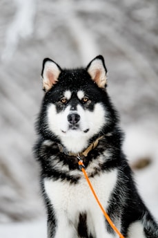 A fluffy black and white dog with pointed ears, likely a husky, is staring directly at the viewer. It has a thick coat suitable for cold weather and is wearing a collar with an orange leash attached.