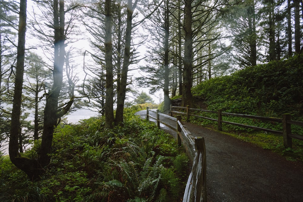 a path in the woods leading to a body of water