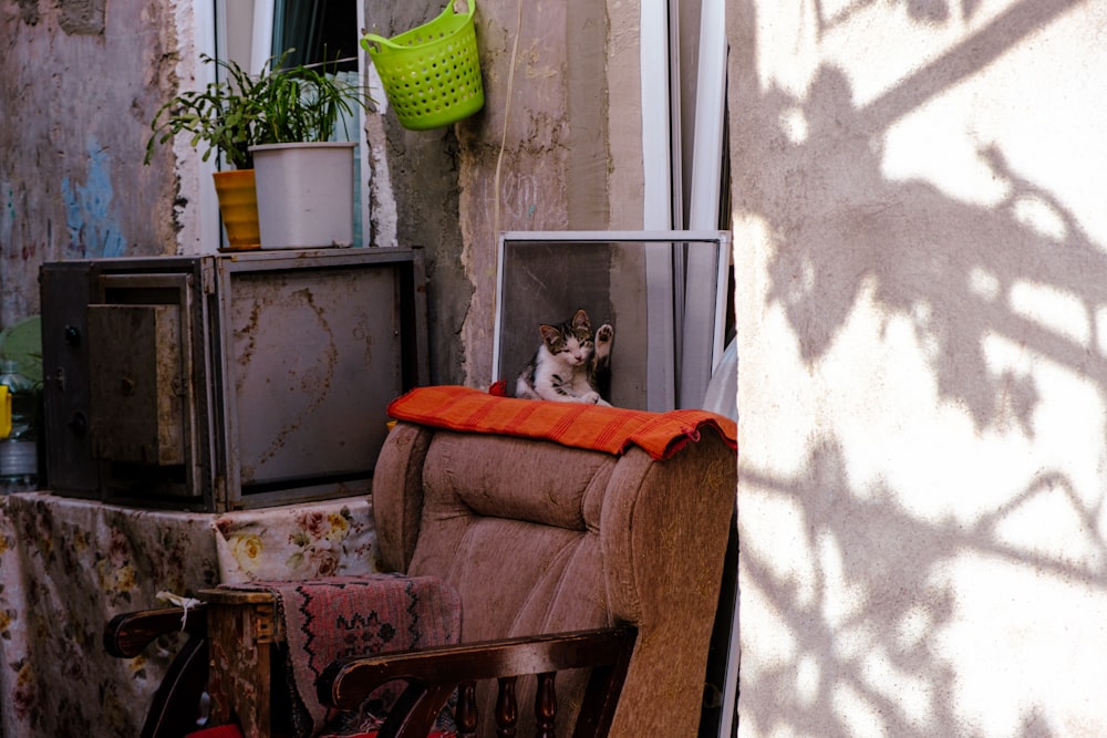 un gatto che si siede su una sedia in una stanza