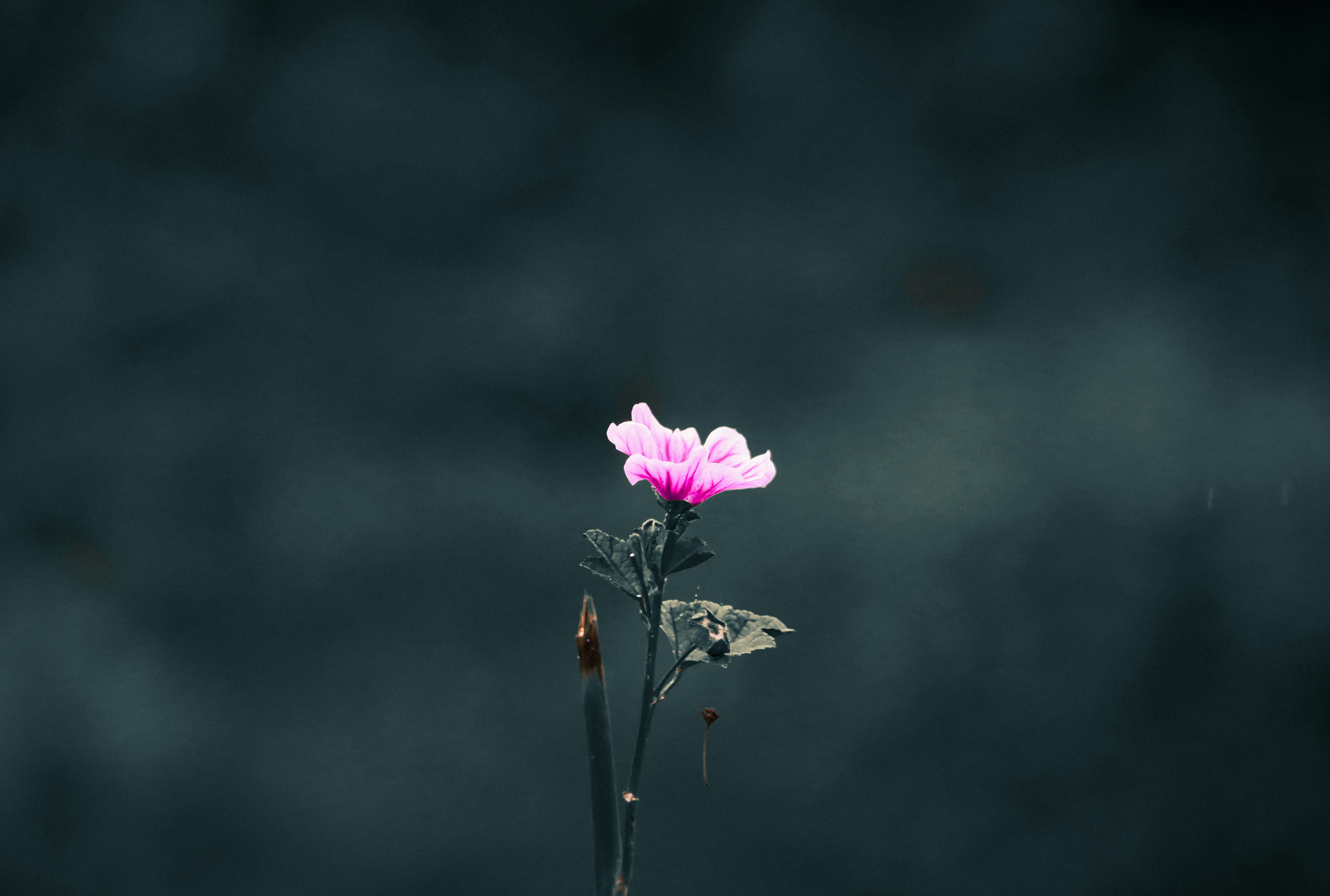 Photo by soonamwooeser