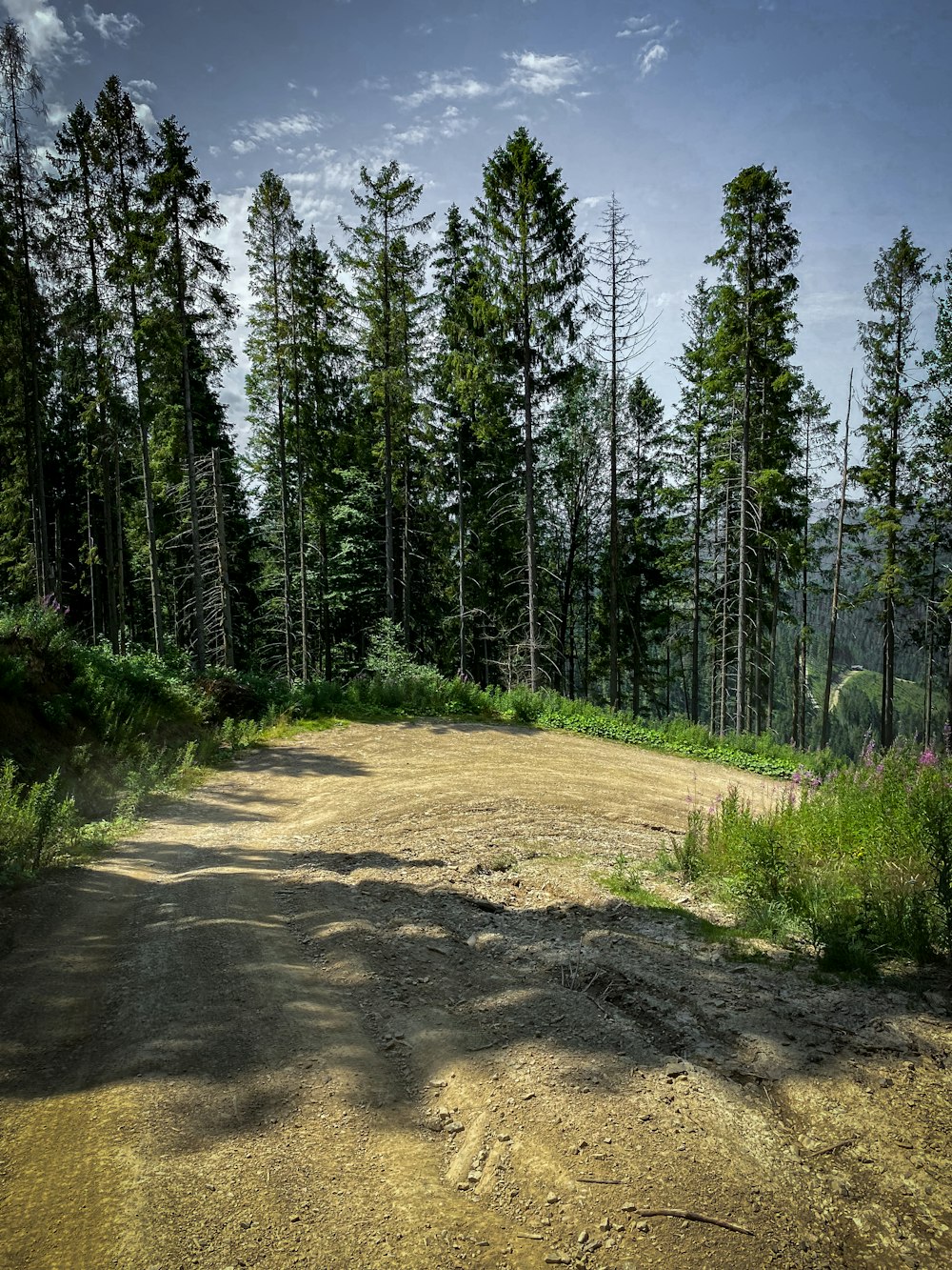 숲 한가운데있는 비포장 도로