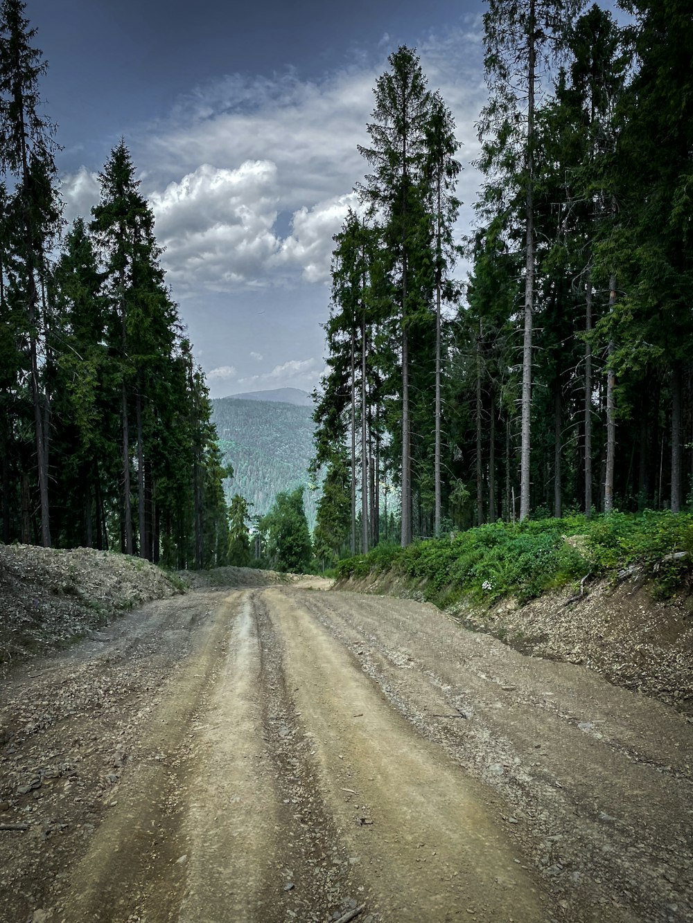 a dirt road in the middle of a forest