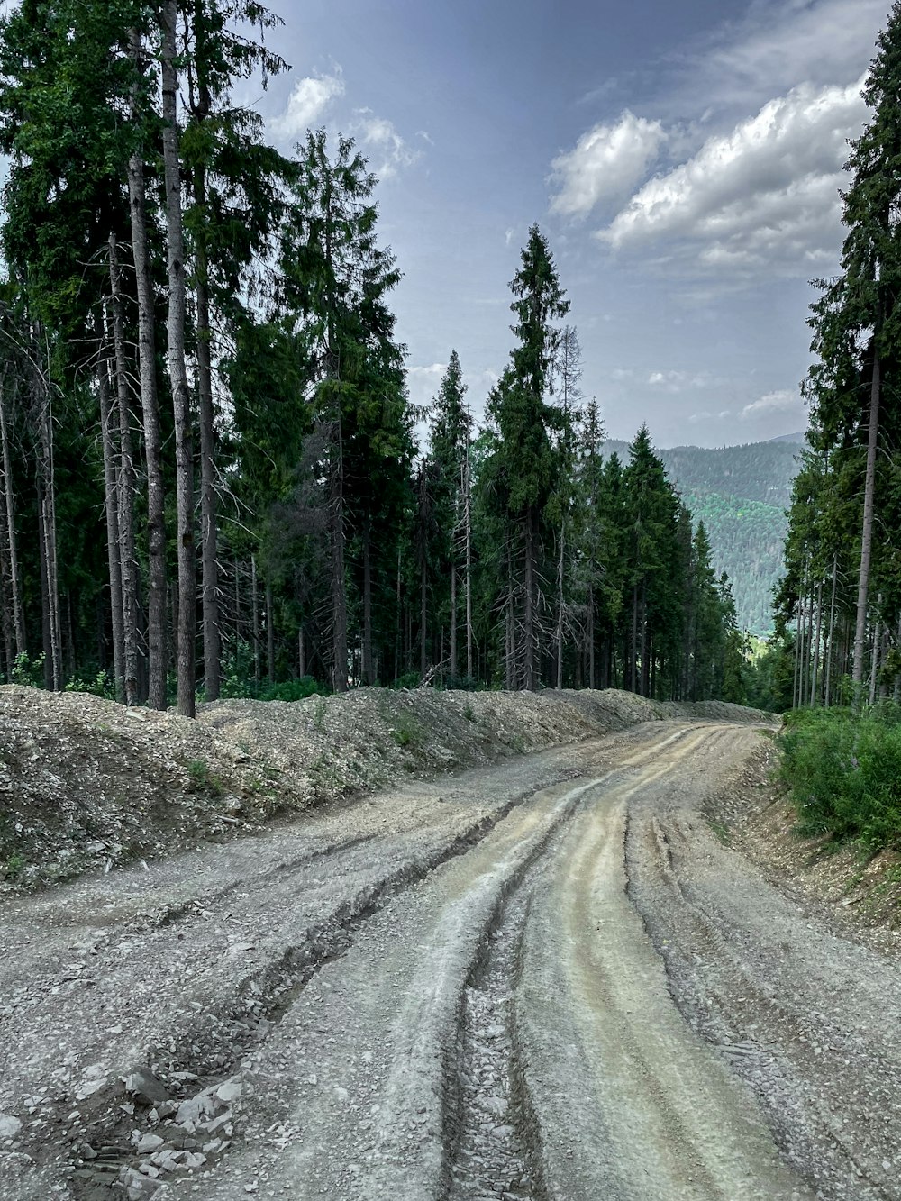 a dirt road in the middle of a forest