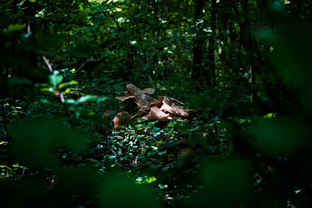 a large animal laying in the middle of a forest