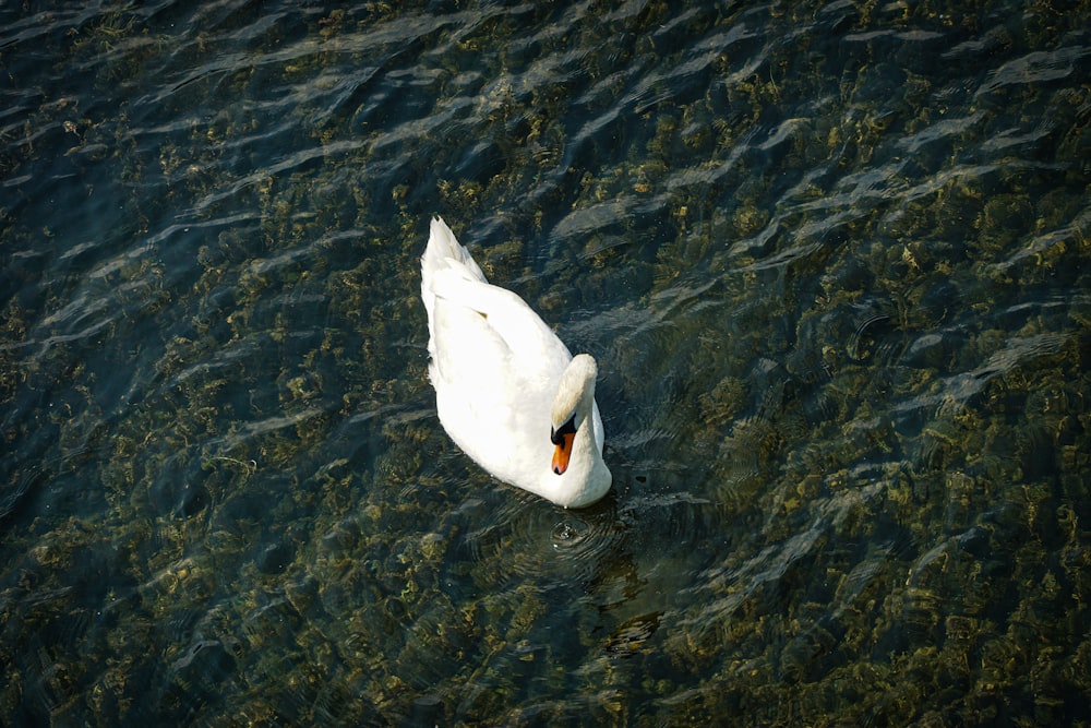 Ein weißer Schwan, der auf einem Gewässer schwimmt