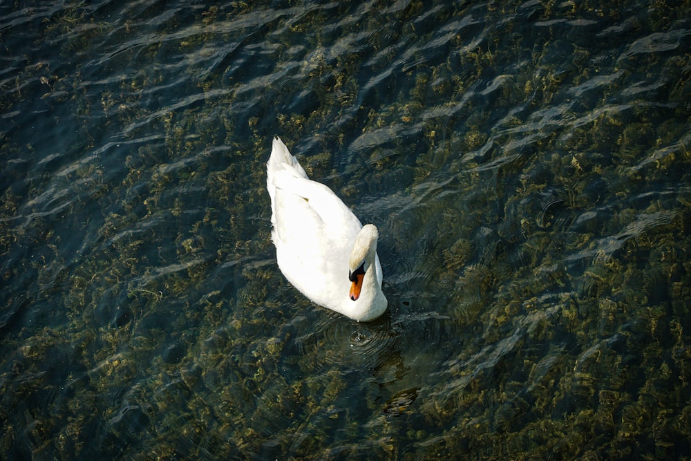 Un cisne blanco flotando sobre un cuerpo de agua