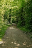 a dirt road in the middle of a forest