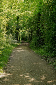 a dirt road in the middle of a forest
