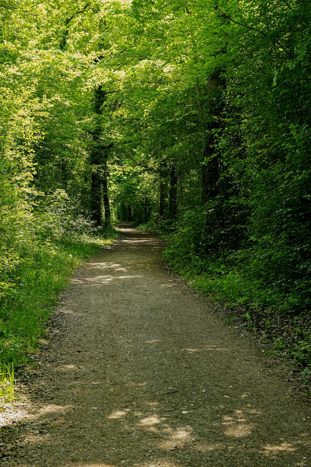 uma estrada de terra no meio de uma floresta