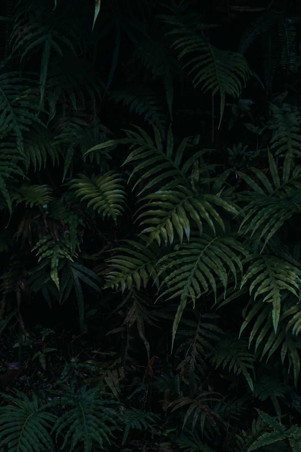 a bunch of green plants that are next to each other