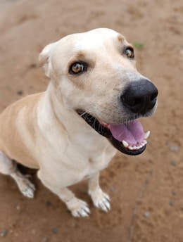 a white dog with a black nose and brown eyes