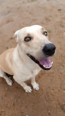 a white dog with a black nose and brown eyes