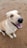 a white dog with a black nose and brown eyes