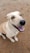 a white dog with a black nose and brown eyes