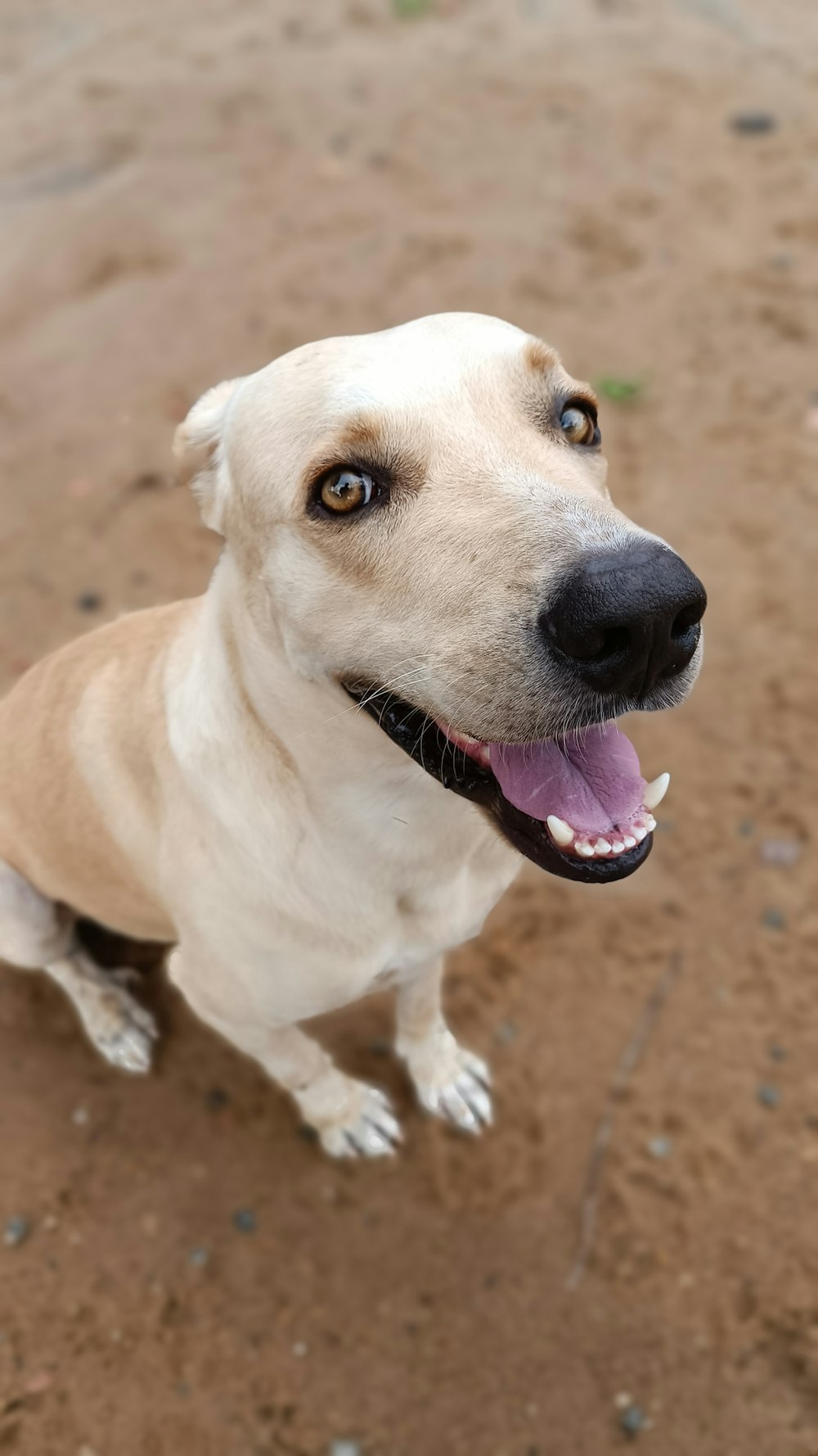 a white dog with a black nose and brown eyes