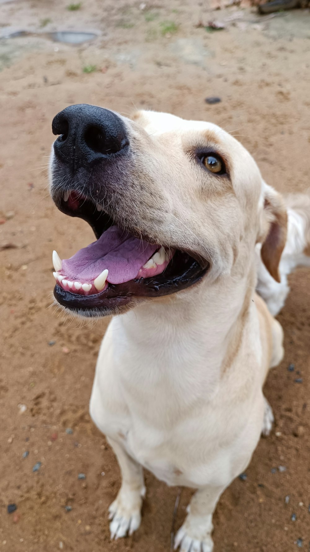 Un primer plano de un perro con la boca abierta