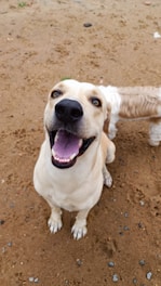 a dog sitting in the dirt with its mouth open