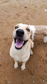 a dog sitting in the dirt with its mouth open
