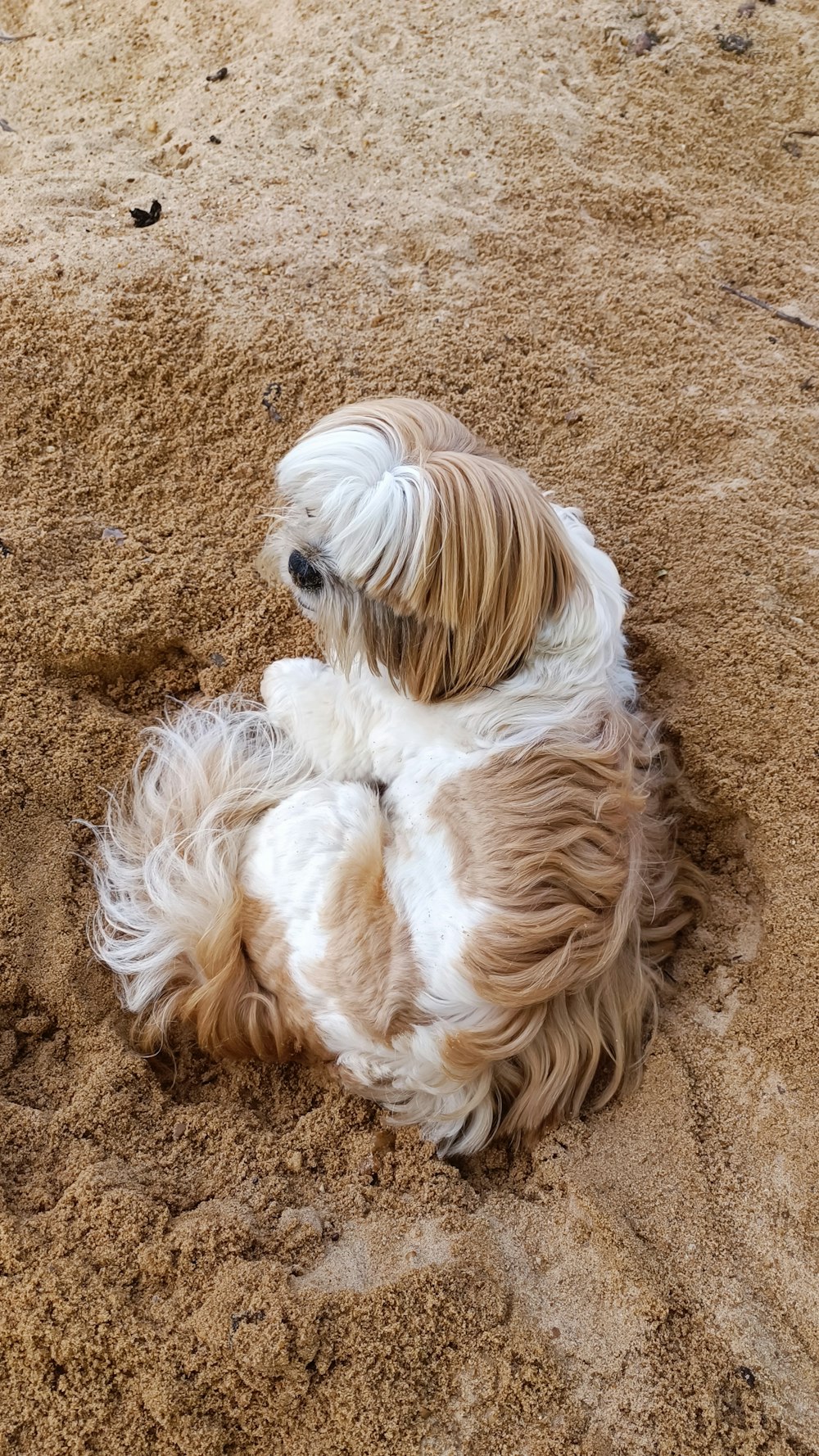 a brown and white dog laying in the sand
