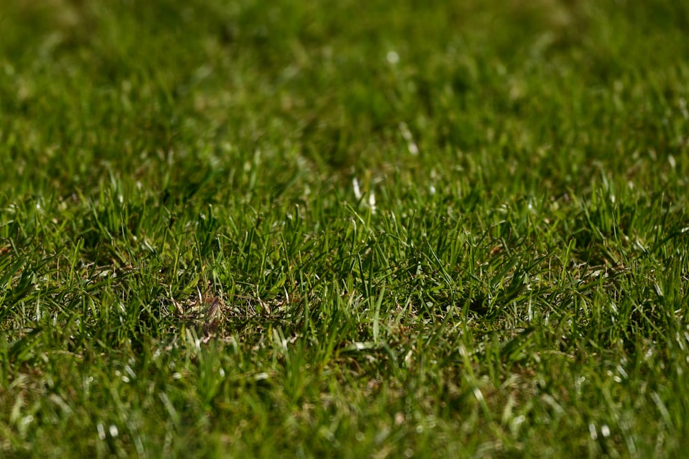 a close up of a green grass field