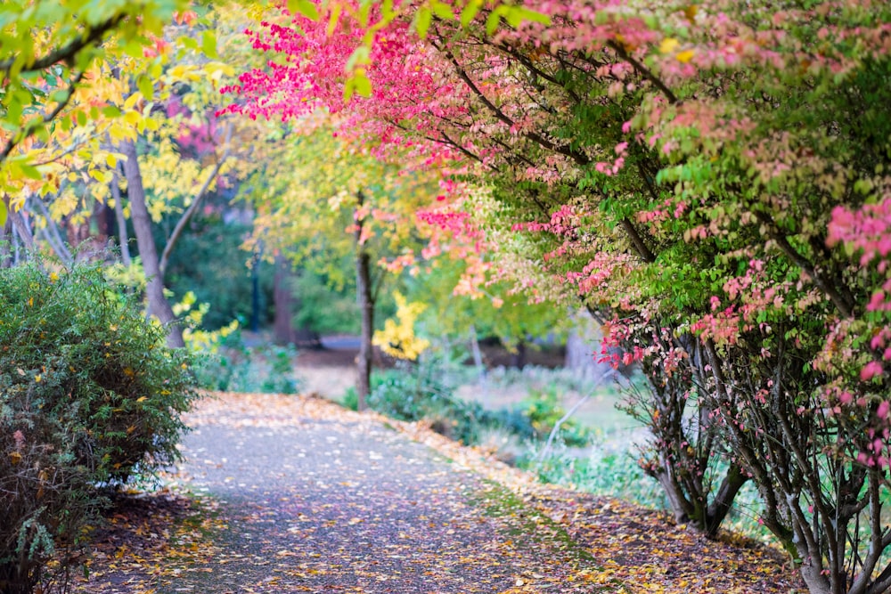 a pathway in a park with trees and leaves on the ground
