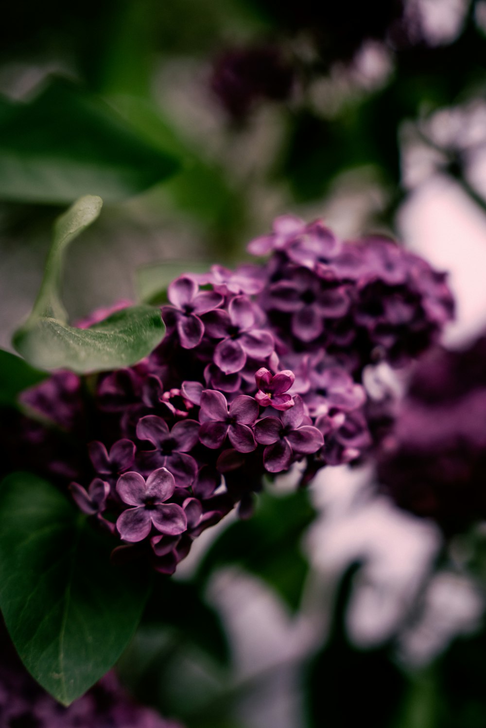 a close up of a bunch of purple flowers