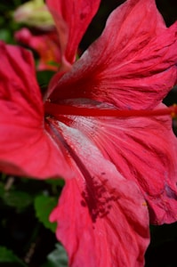 Chá de Hibisco