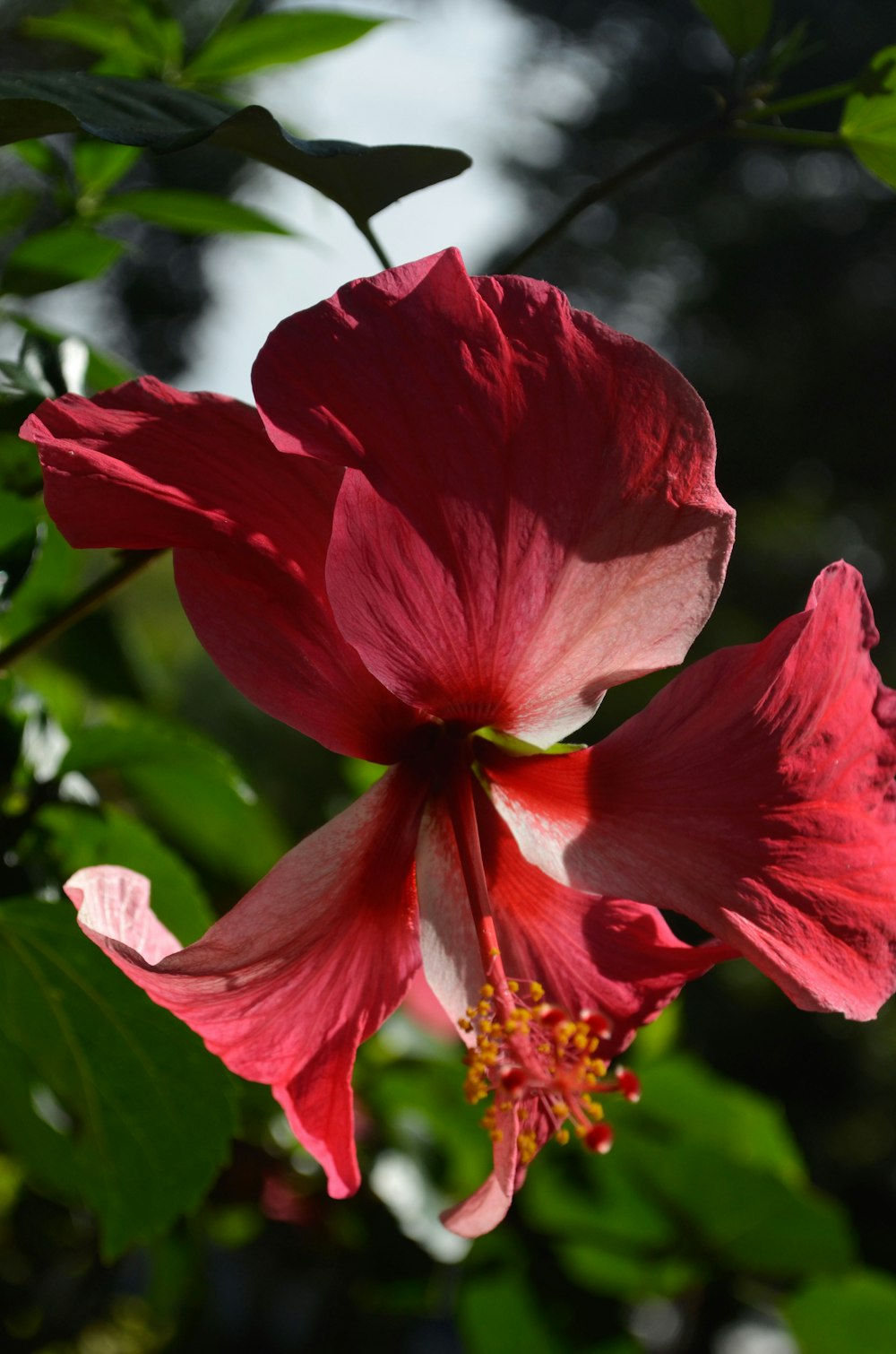 a close up of a red flower on a tree